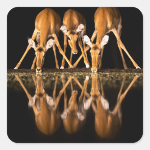 Drie impala's drink 's nachts samen vierkante sticker