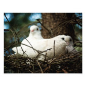 Drie in een boom foto afdruk (Voorkant)