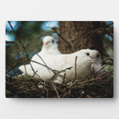 Drie in een Boom Fotoplaat (voorkant)