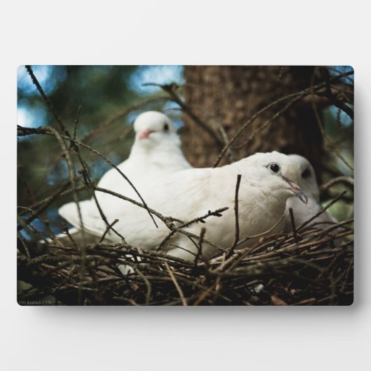 Drie in een Boom Fotoplaat (voorkant)
