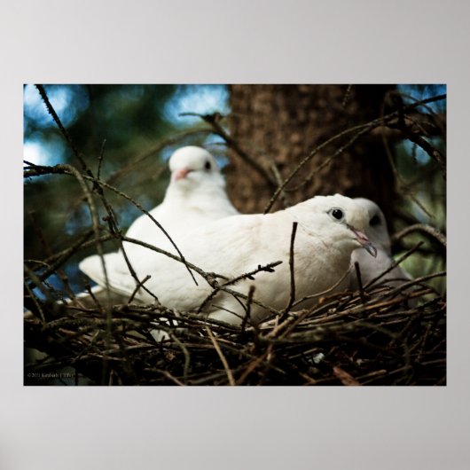 Drie in een boom poster (Voorkant)