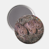 Drie in een rijmagneet magneet (Voorkant / Achterkant)