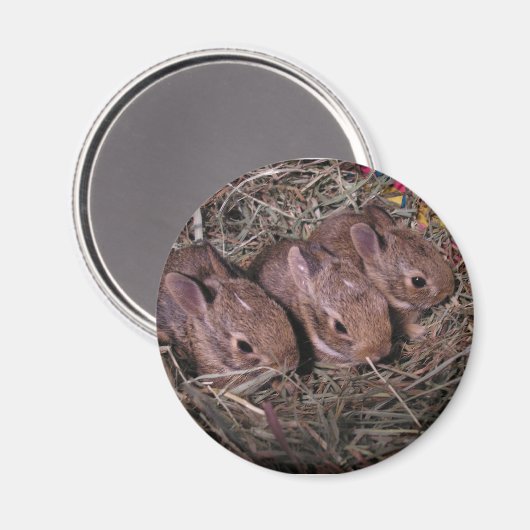 Drie in een rijmagneet magneet (Voorkant / Achterkant)