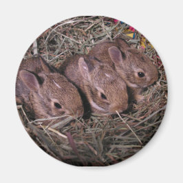 Drie in een rijmagneet magneet