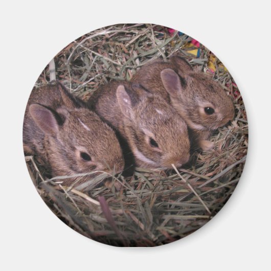 Drie in een rijmagneet magneet (Voorkant)