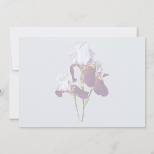 Drie Irissen in Schakeringen van Magenta Kaart (Achterkant)