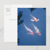 Drie Japanse koivissen in vijver Briefkaart (Voorkant / Achterkant)