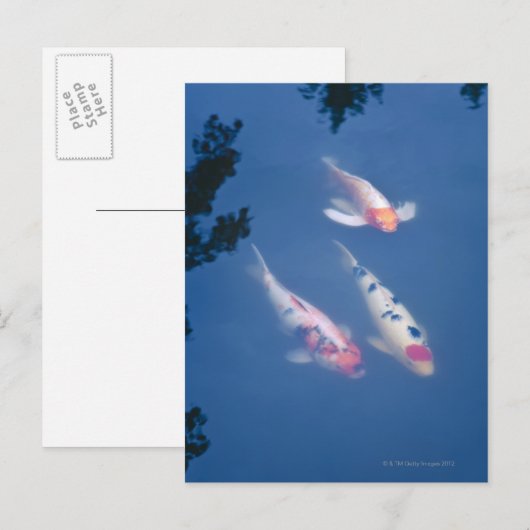 Drie Japanse koivissen in vijver Briefkaart (Voorkant / Achterkant)