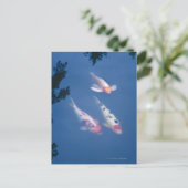Drie Japanse koivissen in vijver Briefkaart (Staand voorkant)