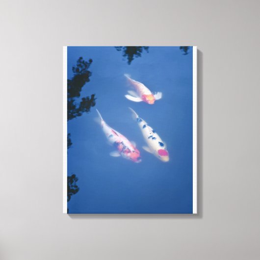 Drie Japanse koivissen in vijver Canvas Afdruk (Voorkant)