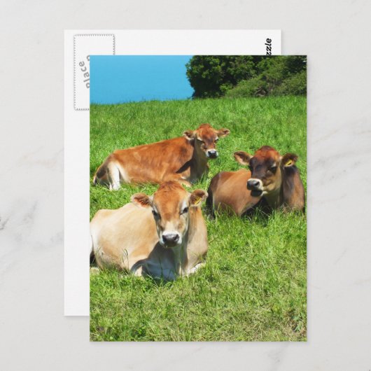 Drie Jersey koeien Briefkaart (Voorkant / Achterkant)