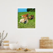 Drie Jersey koeien Poster (Keuken)