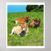 Drie Jersey koeien Poster (Voorkant)