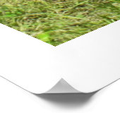 Drie Jersey koeien Poster (Hoek)