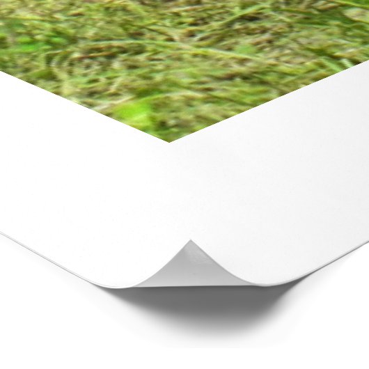 Drie Jersey koeien Poster (Hoek)