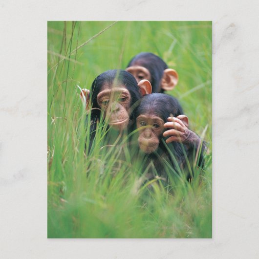 Drie jonge Chimpansees (Pan troglodytes) in Briefkaart (Voorkant)