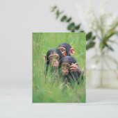 Drie jonge Chimpansees (Pan troglodytes) in Briefkaart (Staand voorkant)