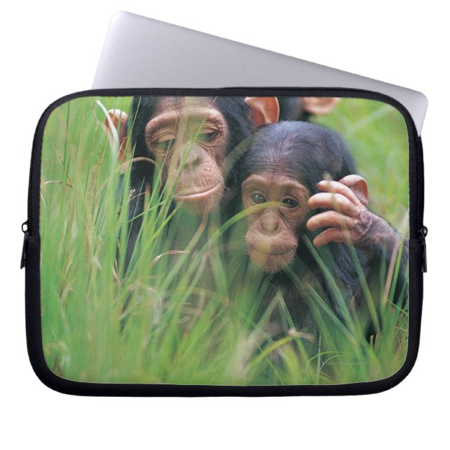 Drie jonge Chimpansees (Pan troglodytes) in Laptop Sleeve (Voorkant)