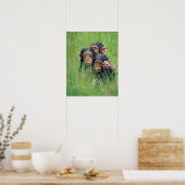 Drie jonge Chimpansees (Pan troglodytes) in Poster (Keuken)