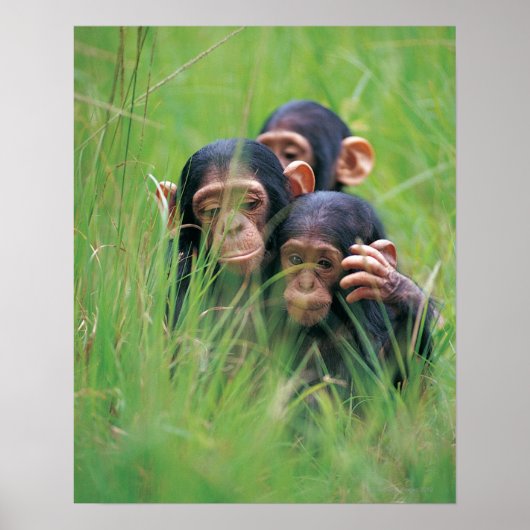 Drie jonge Chimpansees (Pan troglodytes) in Poster (Voorkant)