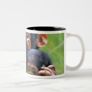 Drie jonge Chimpansees (Pan troglodytes) in Tweekleurige Koffiemok
