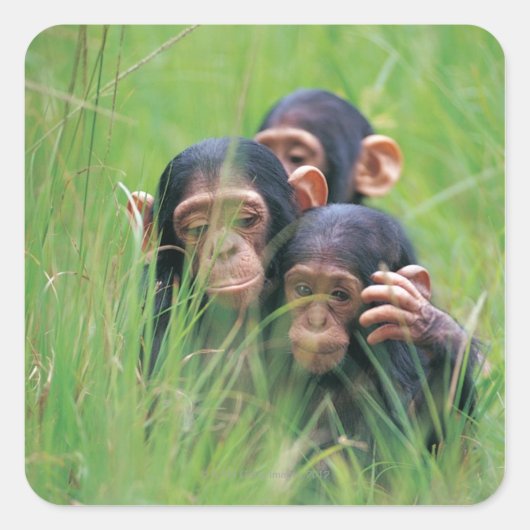 Drie jonge Chimpansees (Pan troglodytes) in Vierkante Sticker (Voorkant)