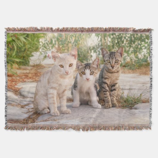 Drie jonge kat kittens zitten bevriend samen deken (Voorkant)
