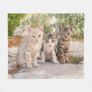 Drie jonge kat kittens zitten bevriend samen fleece deken