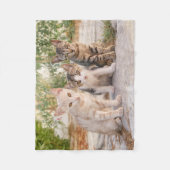 Drie jonge kat kittens zitten bevriend samen fleece deken (Voorkant)