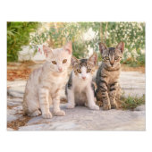 Drie jonge kat kittens zitten bevriend samen foto afdruk (Voorkant)