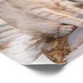 Drie jonge kat kittens zitten bevriend samen foto afdruk (Hoek)