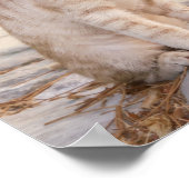 Drie jonge kat kittens zitten bevriend samen poster (Hoek)