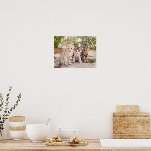 Drie jonge kat kittens zitten bevriend samen poster (Keuken)