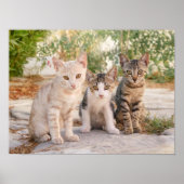 Drie jonge kat kittens zitten bevriend samen poster (Voorkant)