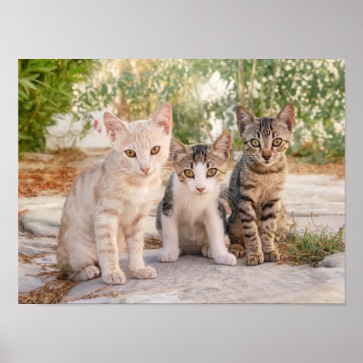 Drie jonge kat kittens zitten bevriend samen poster (Voorkant)