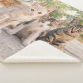 Drie jonge kat kittens zitten bevriend samen sherpa deken (3/4)