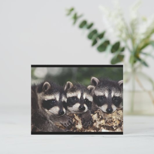 Drie Jonge Raccoons Briefkaart (Staand voorkant)