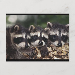 Drie Jonge Raccoons Briefkaart