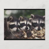 Drie Jonge Raccoons Briefkaart (Voorkant)