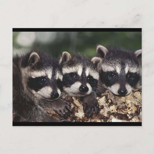 Drie Jonge Raccoons Briefkaart (Voorkant)