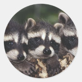 Drie jonge wasberen ronde sticker (Voorkant)