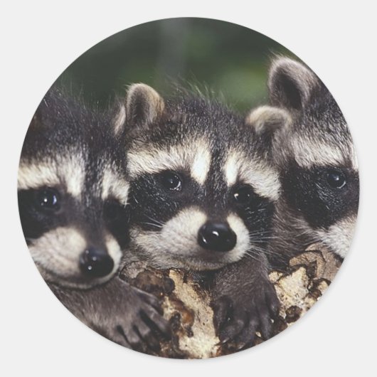 Drie jonge wasberen ronde sticker (Voorkant)