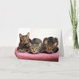 Drie Kaarten van de Amigo