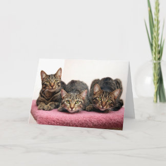 Drie Kaarten van de Amigo