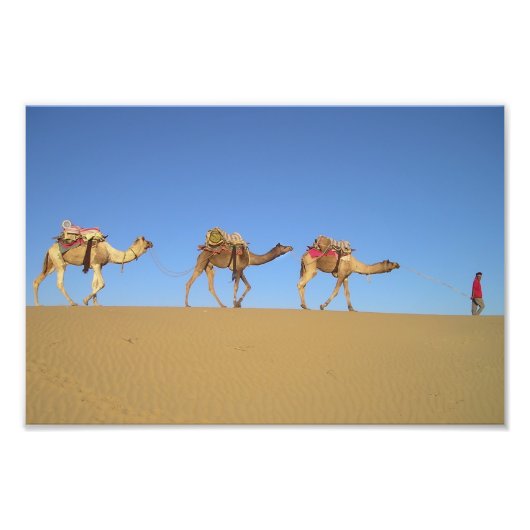 Drie kamelen in het woestijnPoster Foto Afdruk (Voorkant)
