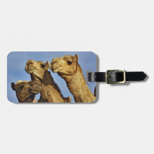 Drie kamelen, kameelmarkt, Caïro, Egypte Bagagelabel