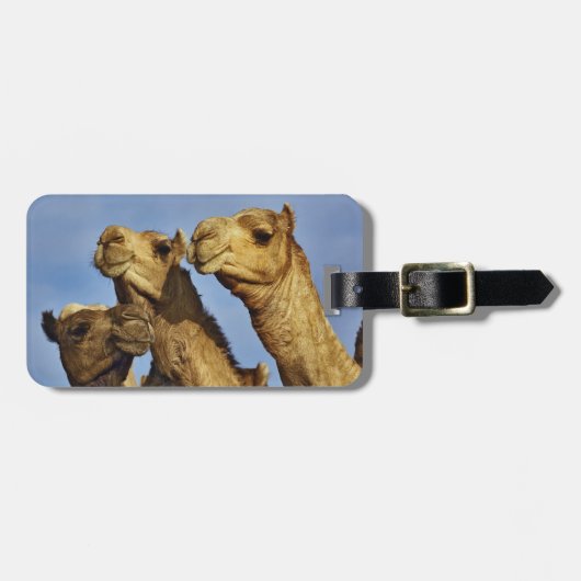Drie kamelen, kameelmarkt, Caïro, Egypte Bagagelabel (Voorkant horizontaal)