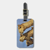 Drie kamelen, kameelmarkt, Caïro, Egypte Bagagelabel (Voorkant verticaal)