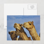 Drie kamelen, kameelmarkt, Caïro, Egypte Briefkaart (Voorkant / Achterkant)