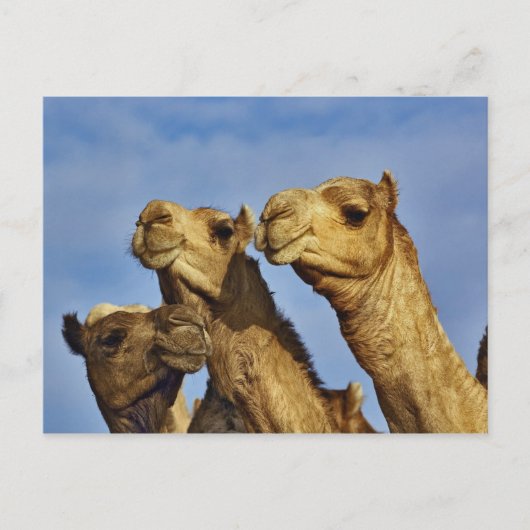 Drie kamelen, kameelmarkt, Caïro, Egypte Briefkaart (Voorkant)